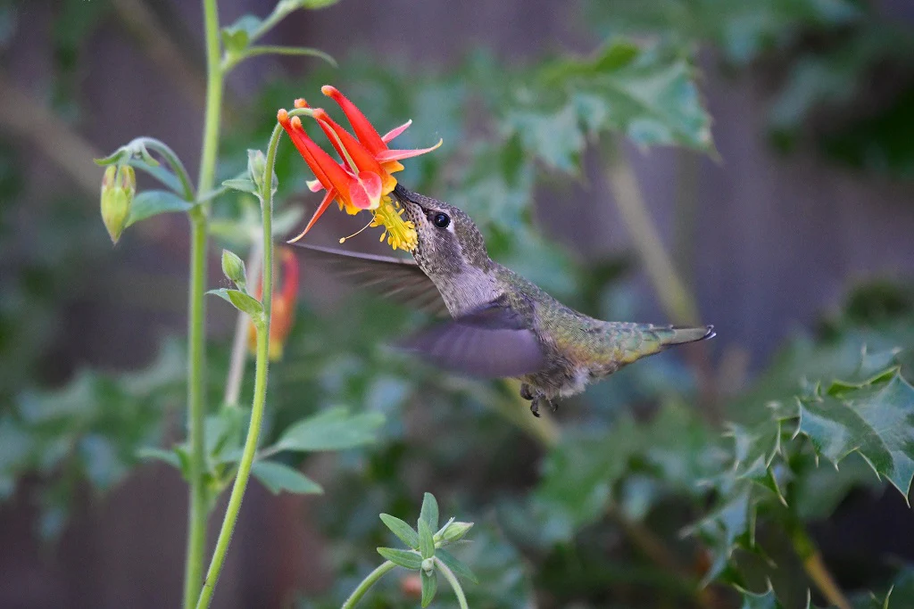 Red Columbine - Image 2