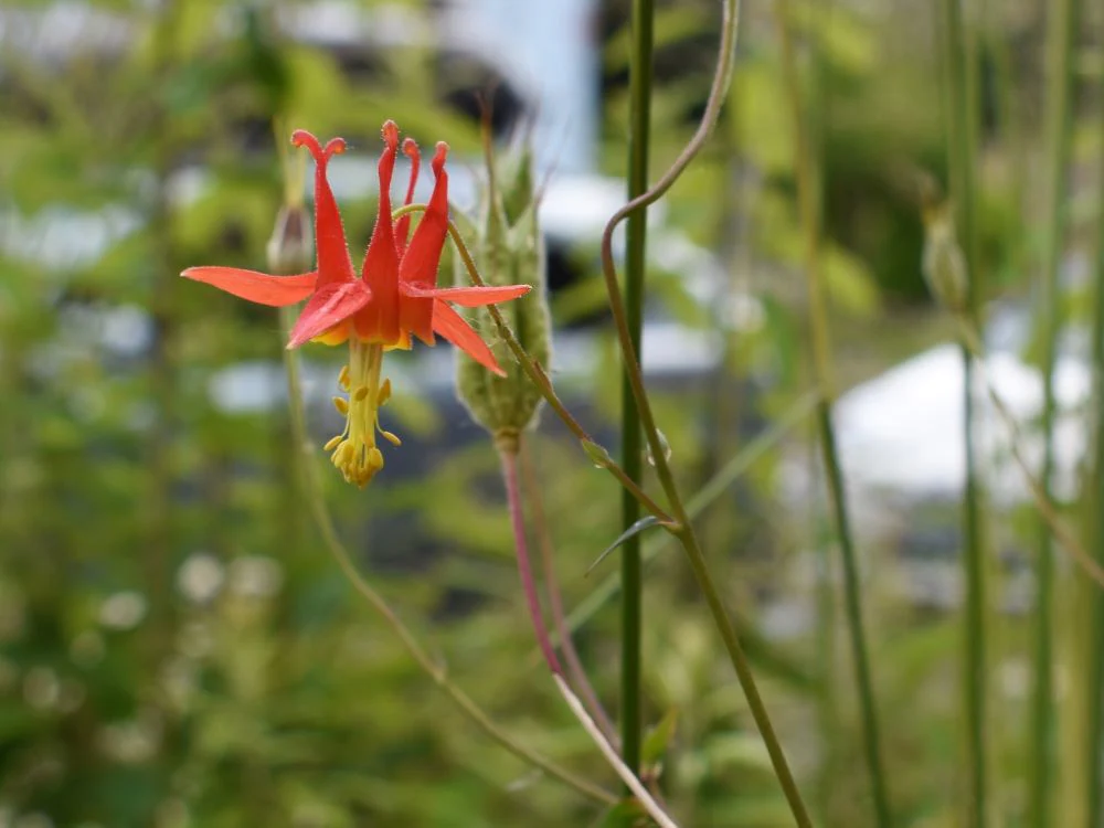 Red Columbine - Image 3
