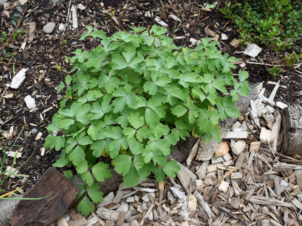 Red Columbine - Image 4