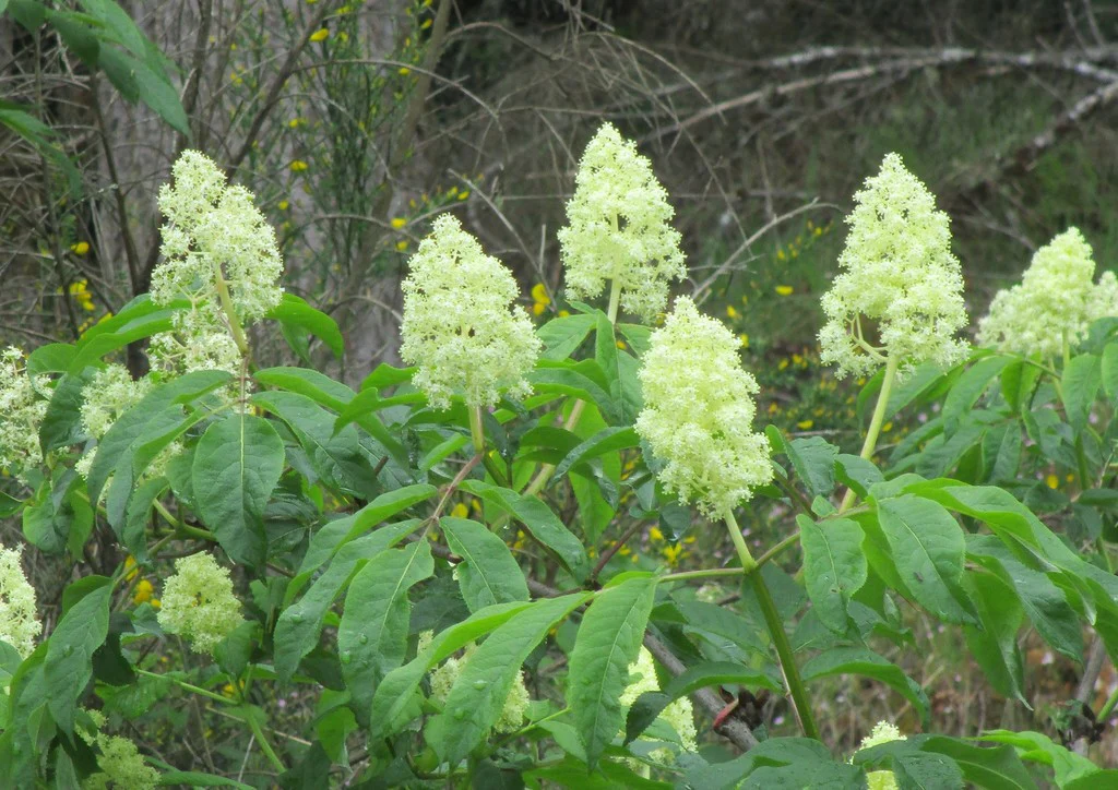 Red Elderberry - Image 2