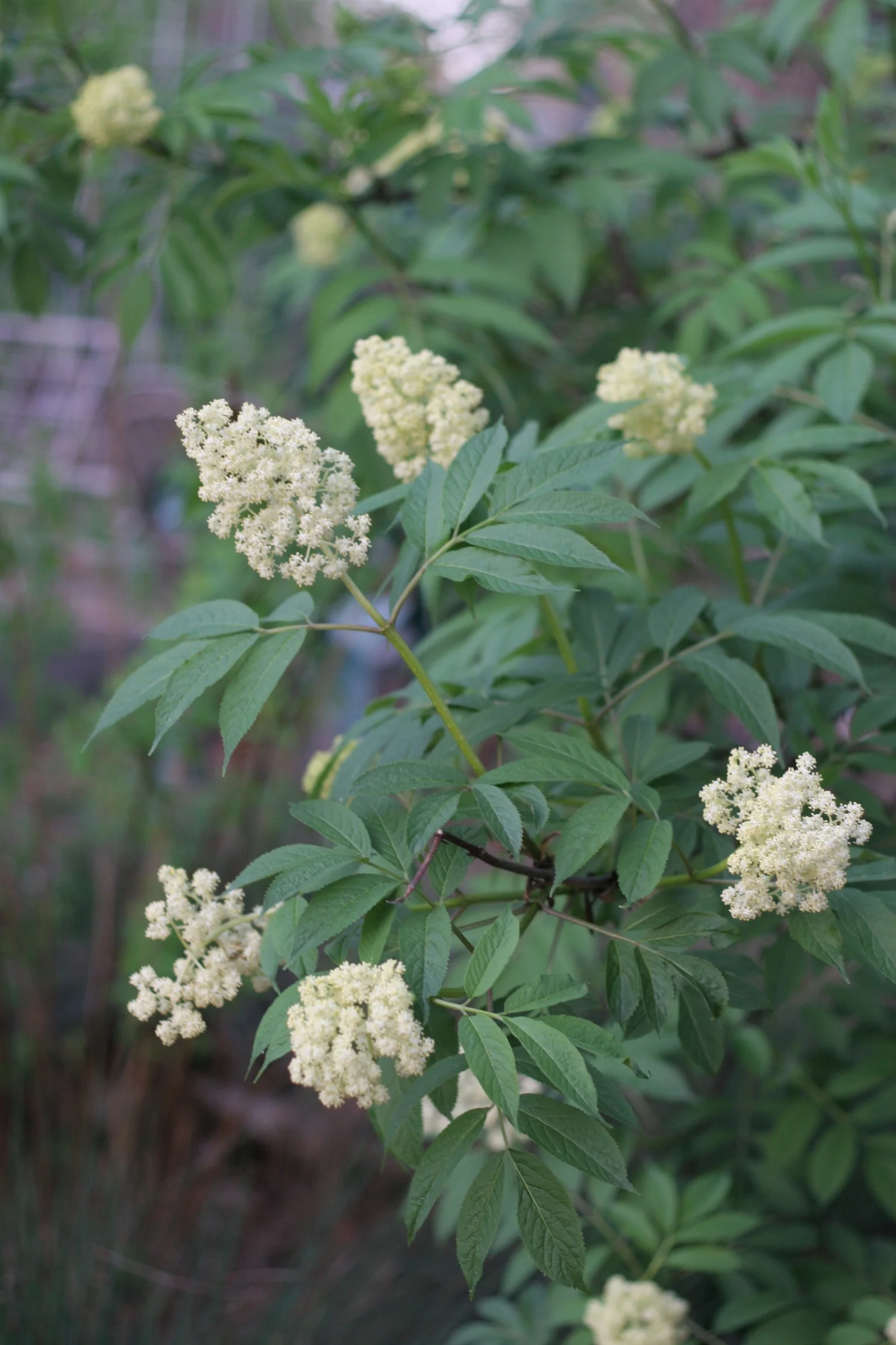 Red Elderberry - Image 3