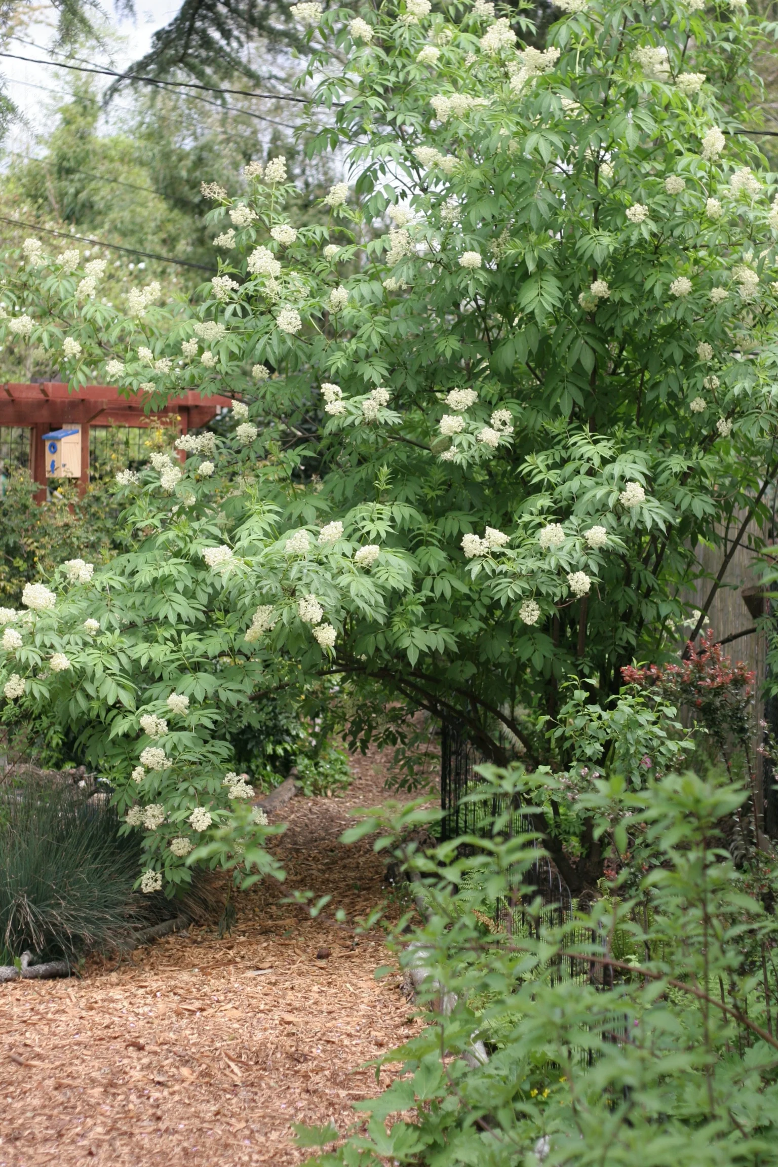 Red Elderberry - Image 4