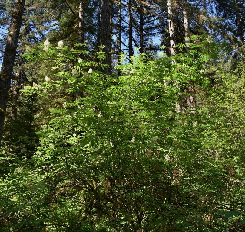 Red Elderberry - Image 5