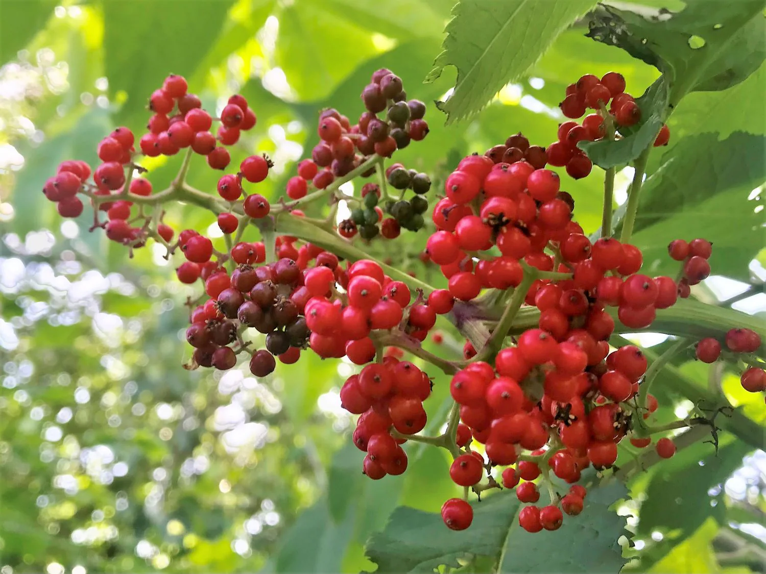 Red Elderberry - Image 6