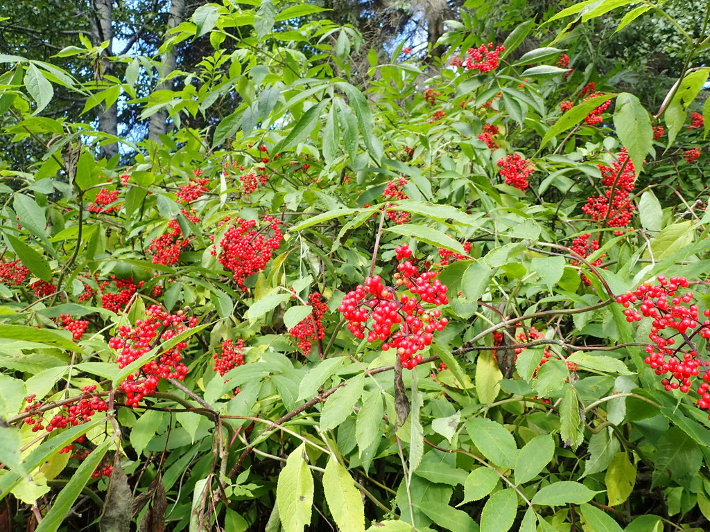 Red Elderberry - Image 7