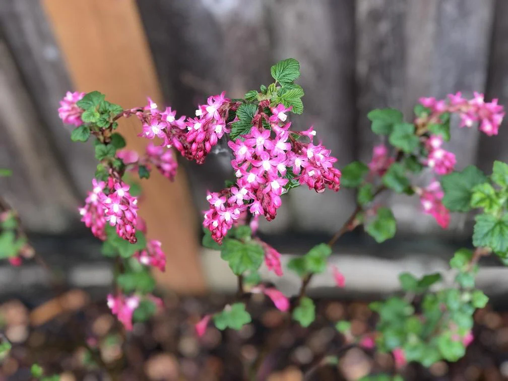 Red Flowering Currant - Image 3