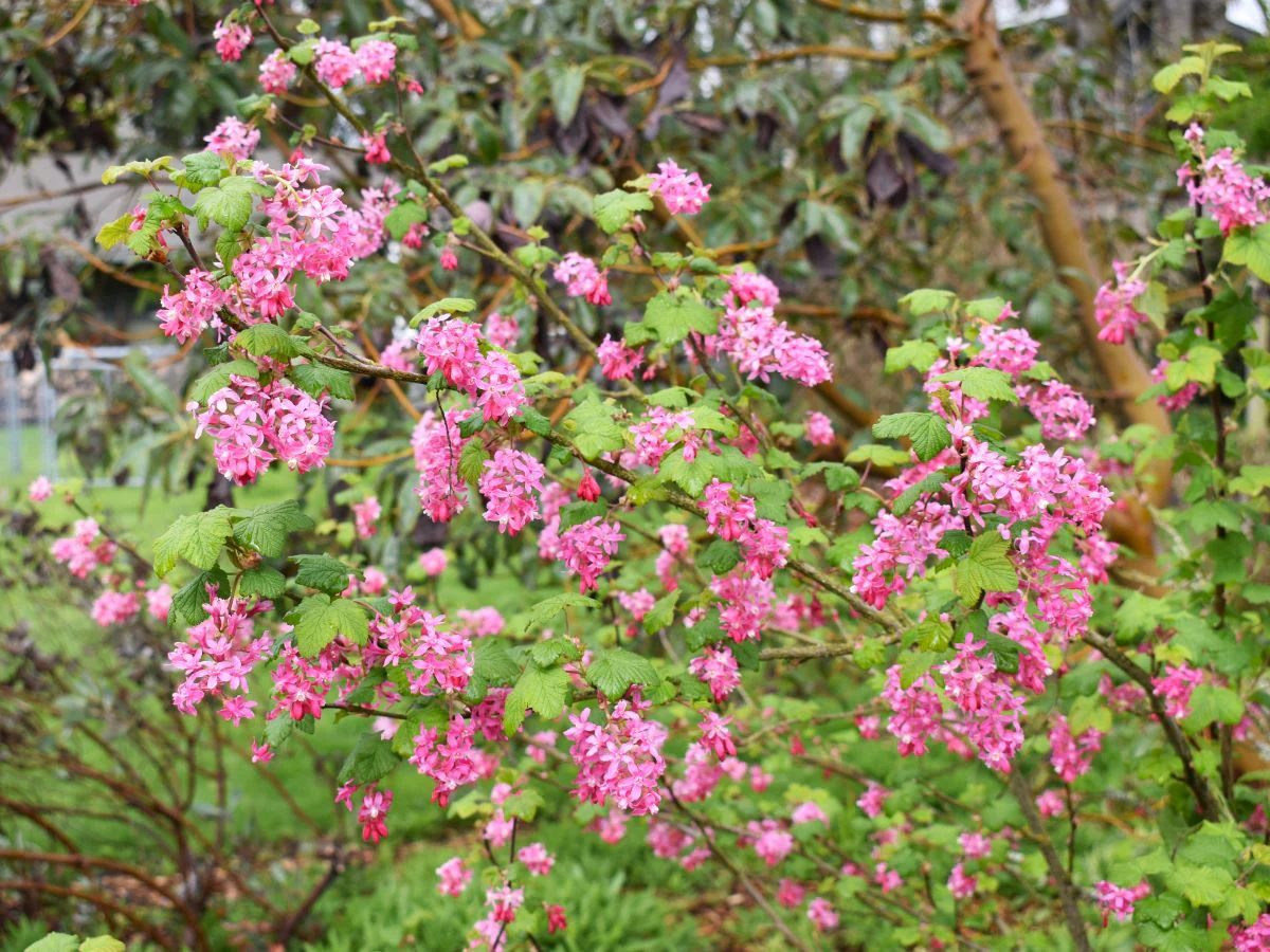 Red Flowering Currant - Image 4