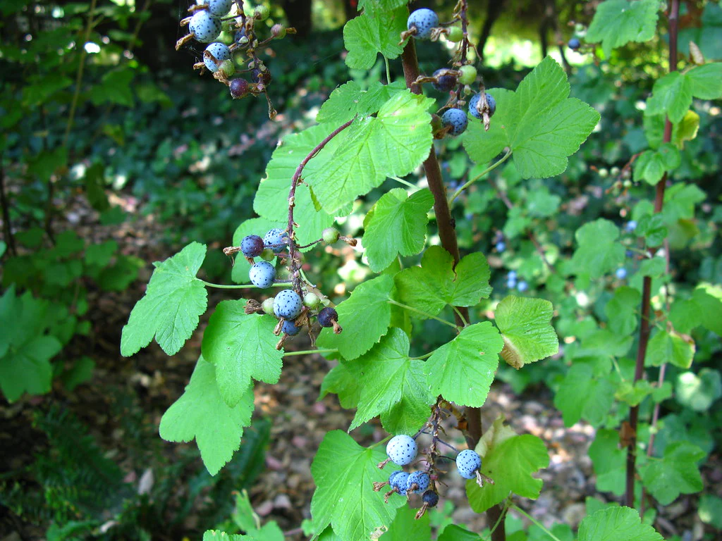Red Flowering Currant - Image 5
