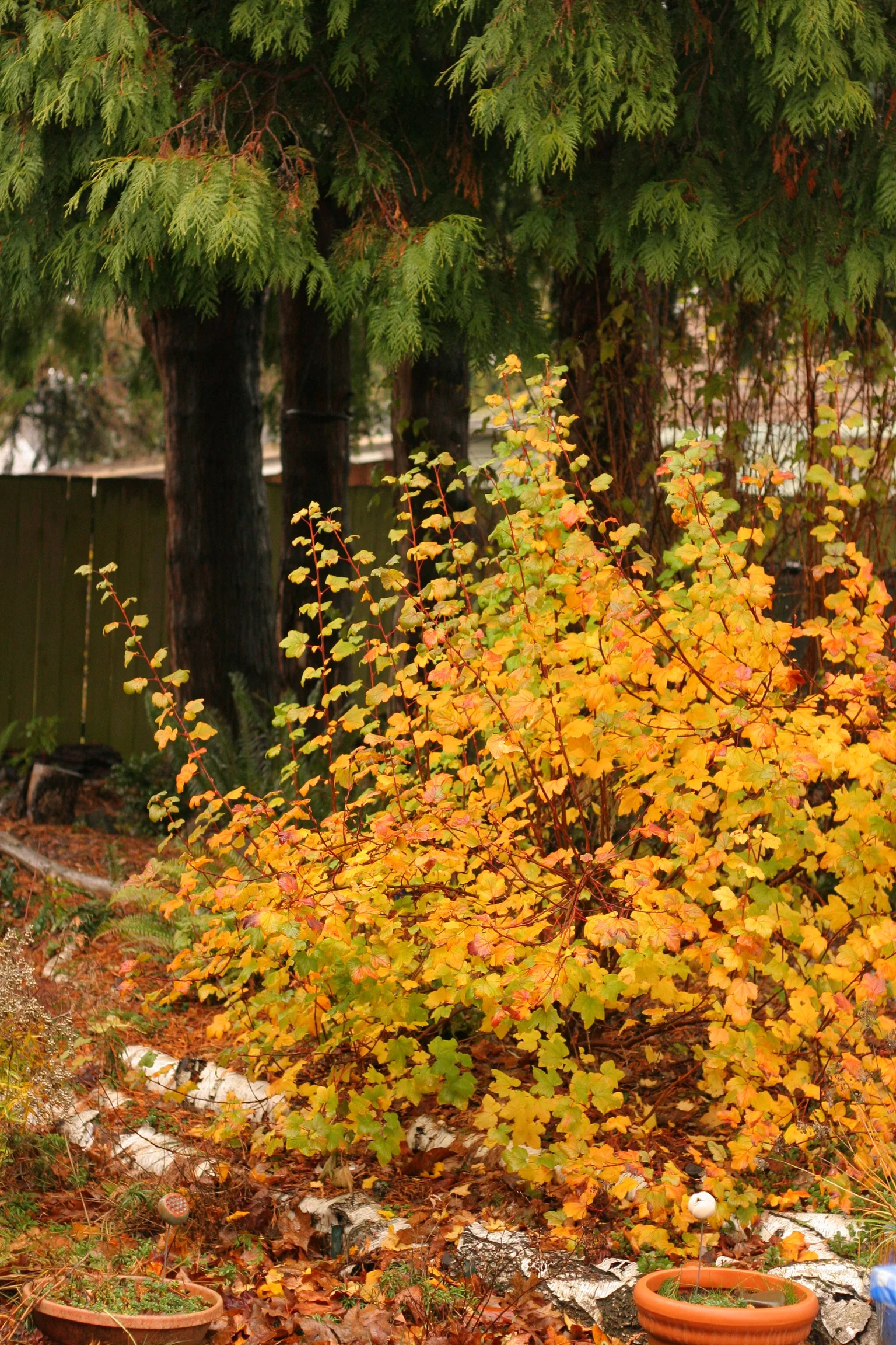 Red Flowering Currant - Image 6