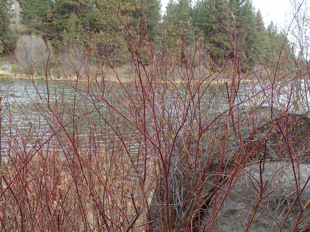 Red Osier Dogwood - Image 10