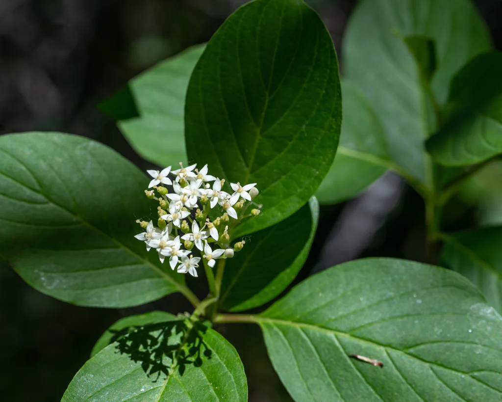 Red Osier Dogwood - Image 2