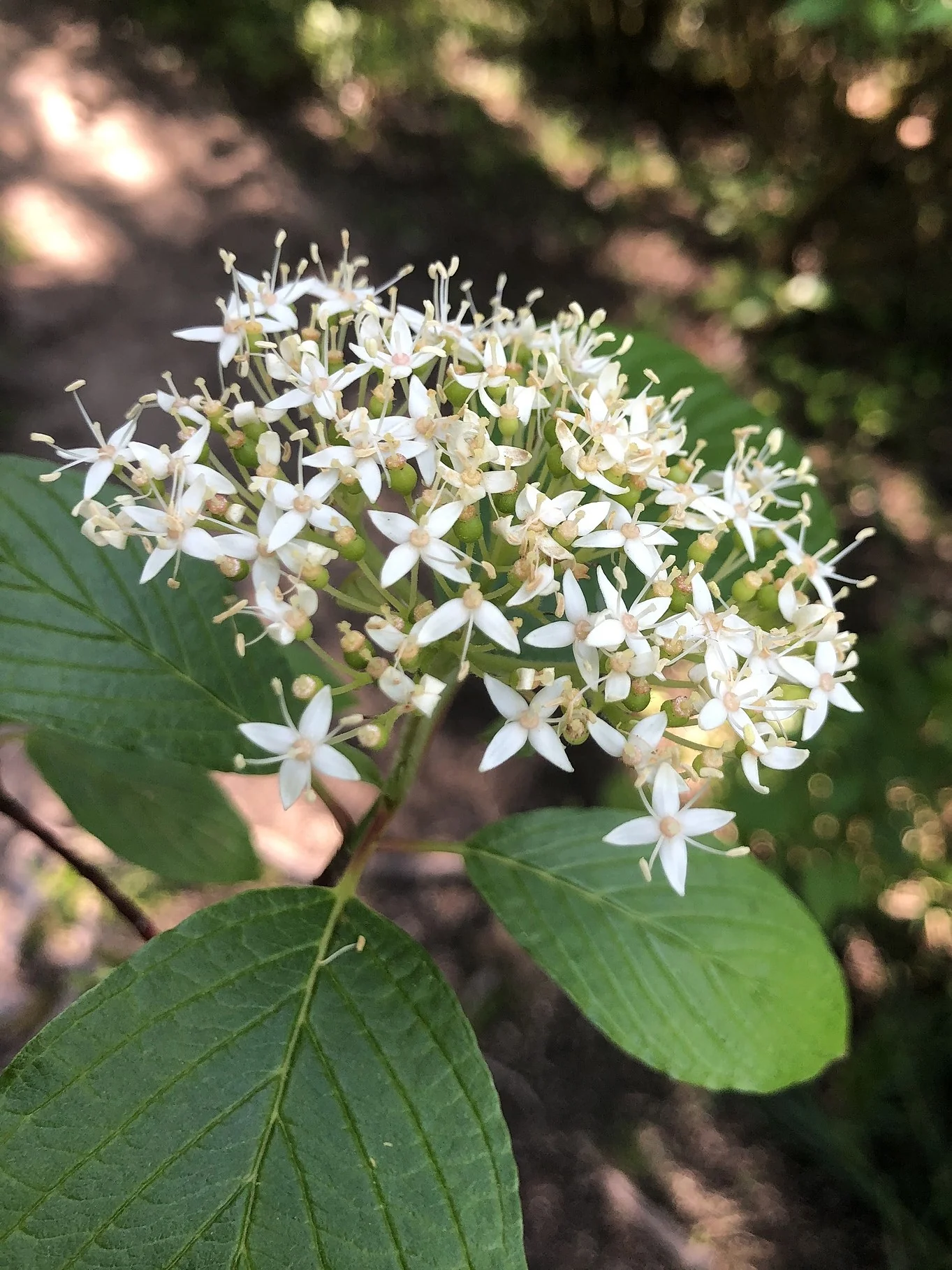 Red Osier Dogwood - Image 3
