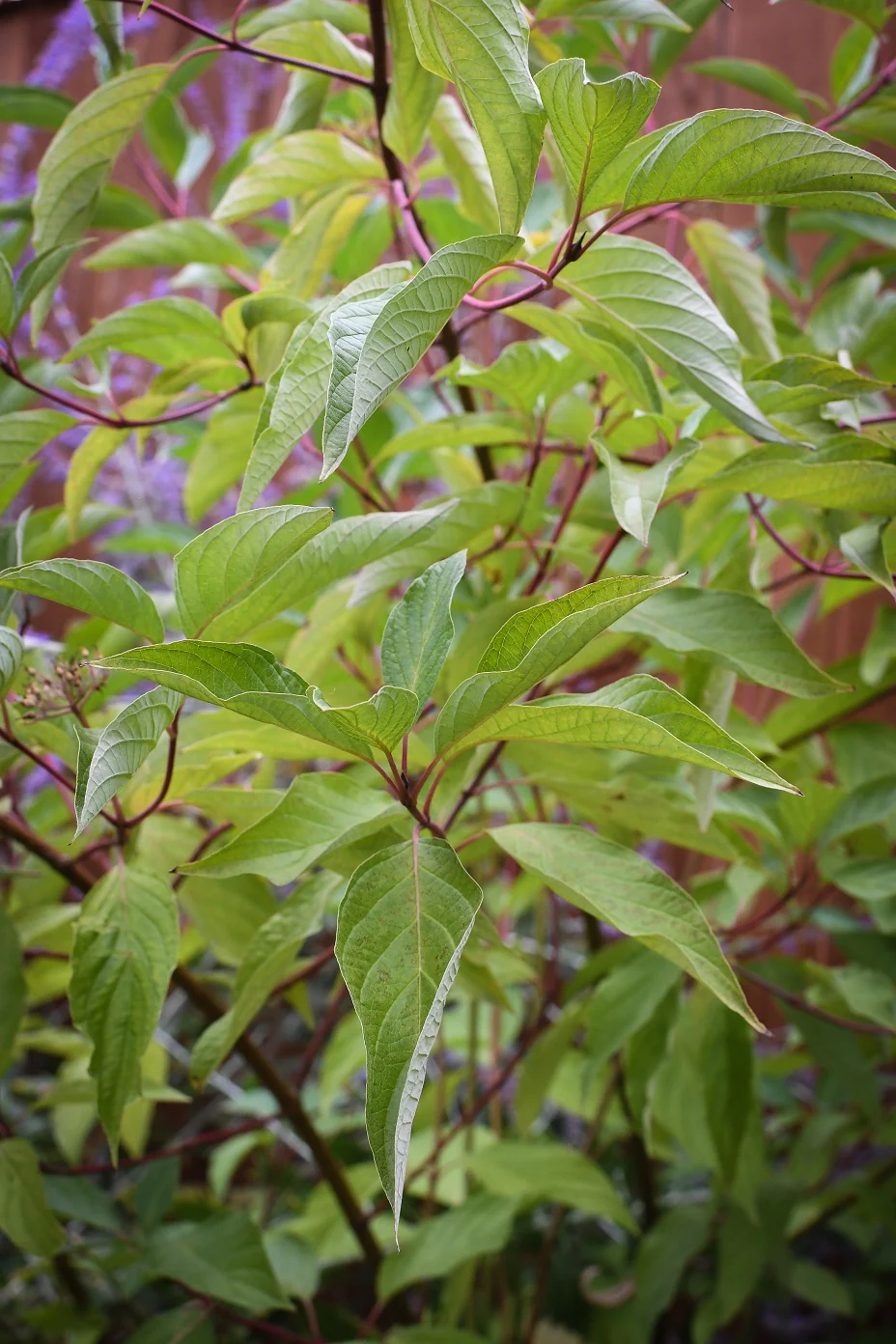 Red Osier Dogwood - Image 4