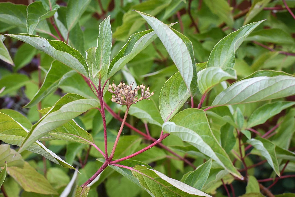 Red Osier Dogwood - Image 5