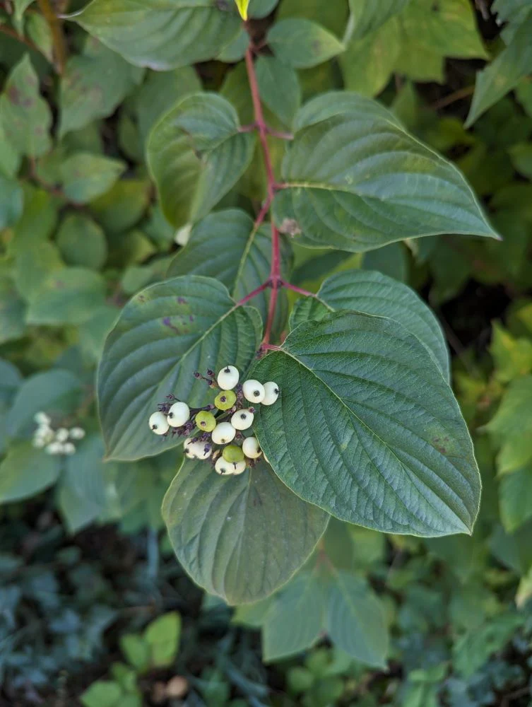 Red Osier Dogwood - Image 6