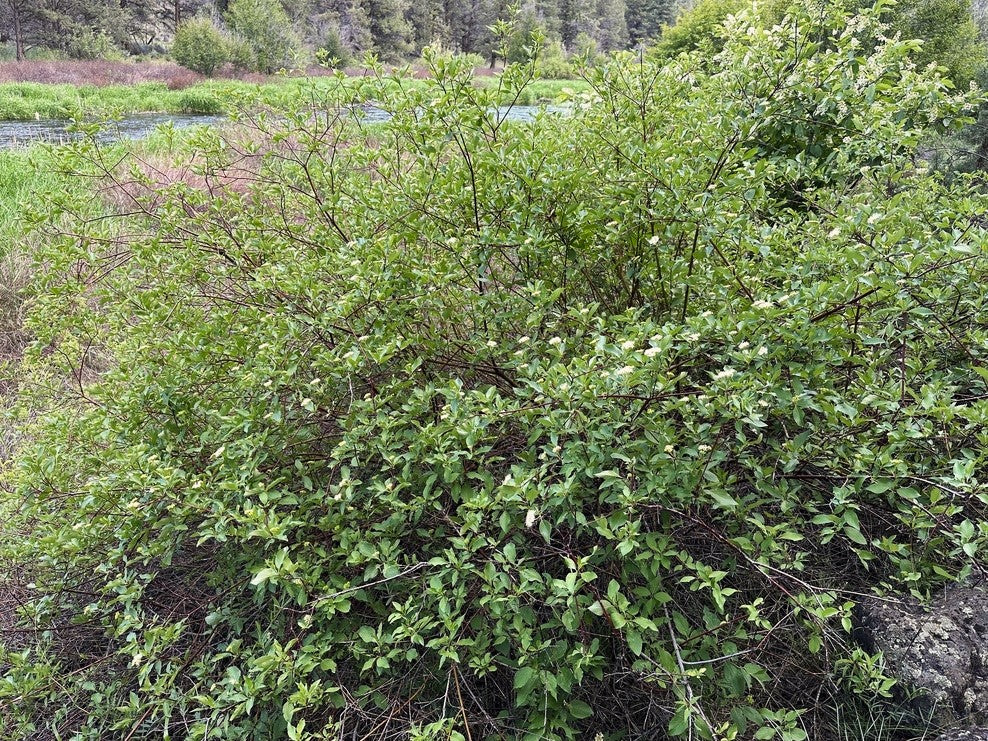 Red Osier Dogwood - Image 7