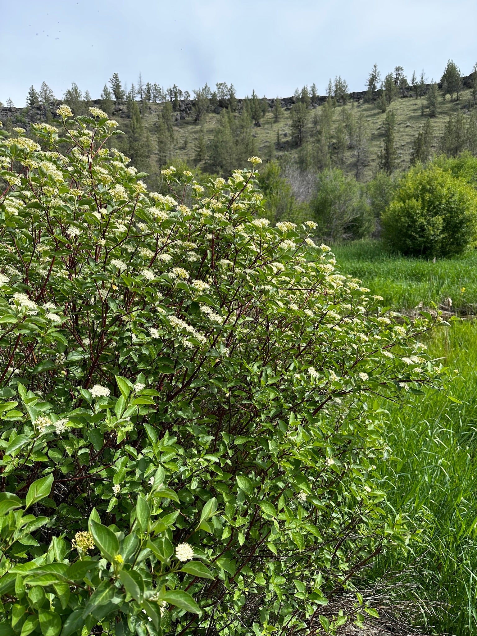 Red Osier Dogwood - Image 8