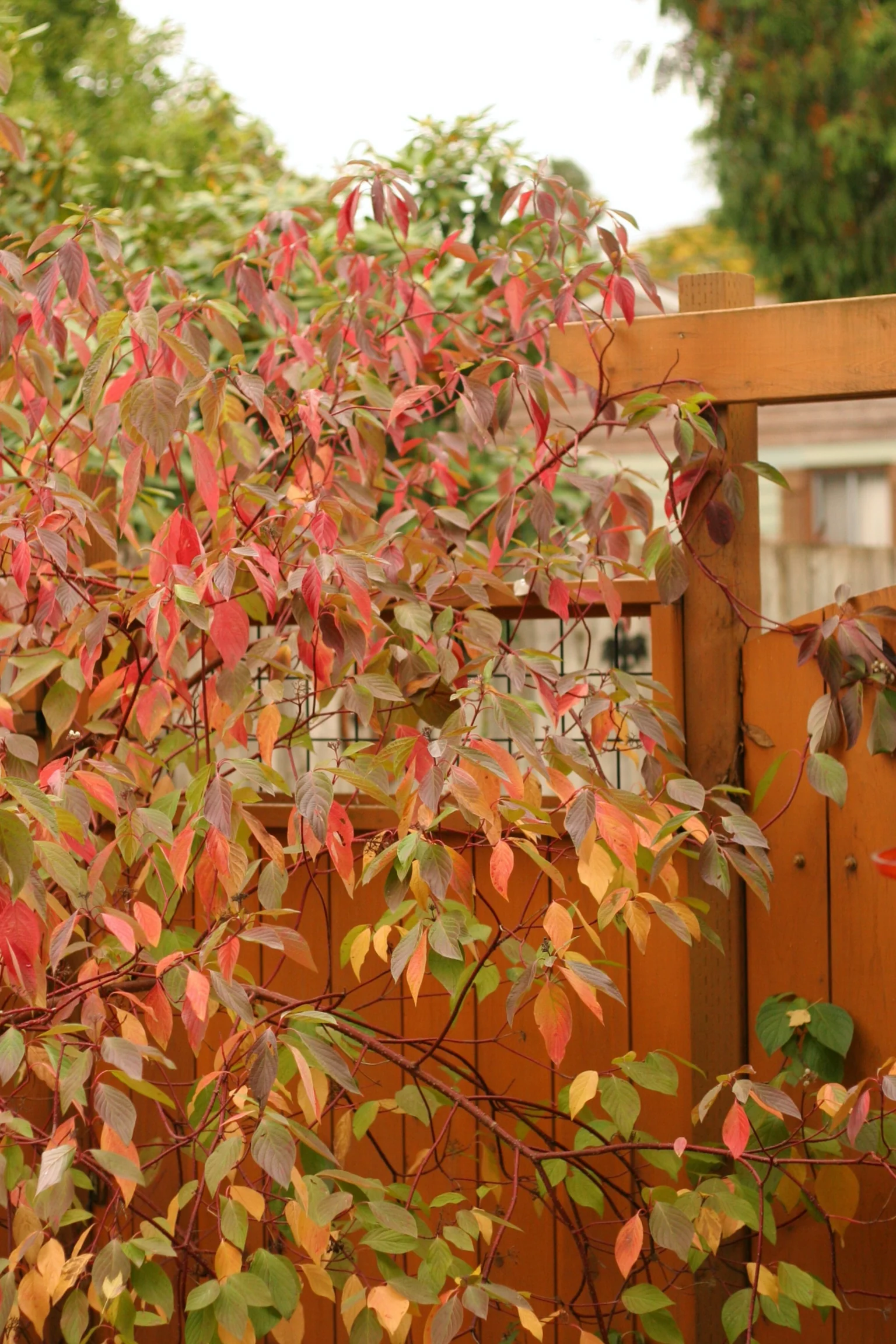 Red Osier Dogwood - Image 9