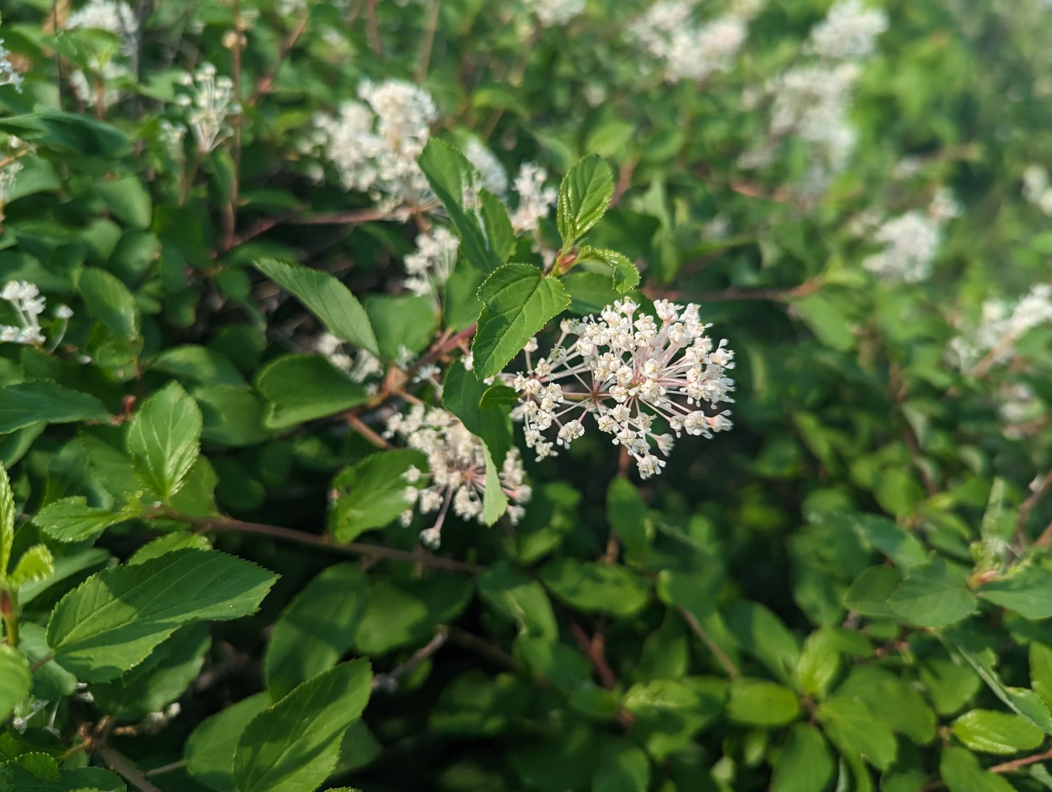 Red Stem Ceanothus - Image 2