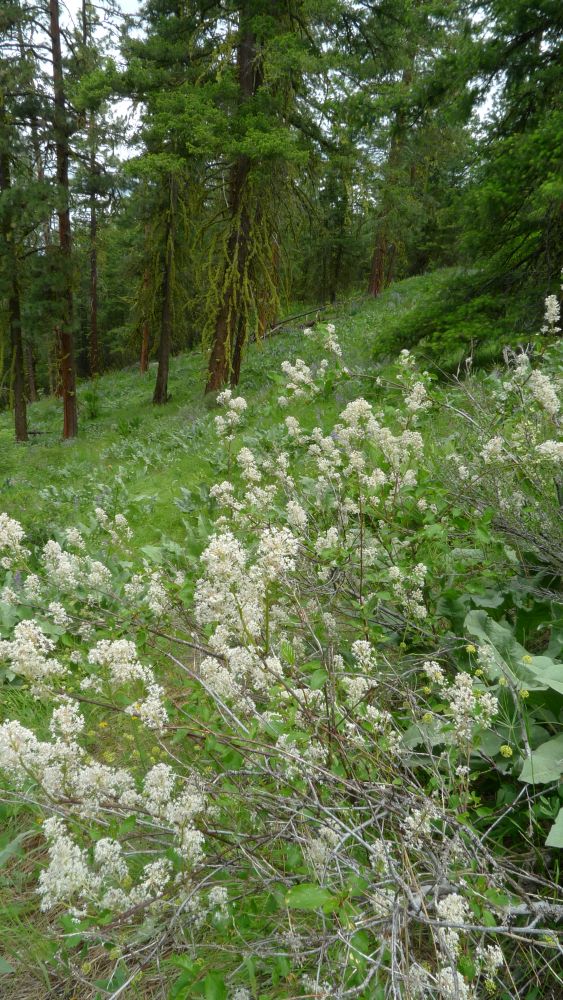 Red Stem Ceanothus - Image 3