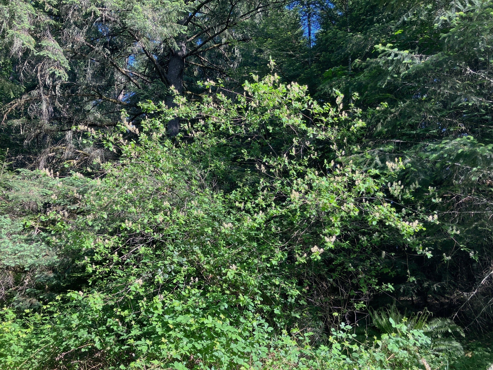 Red Stem Ceanothus - Image 4