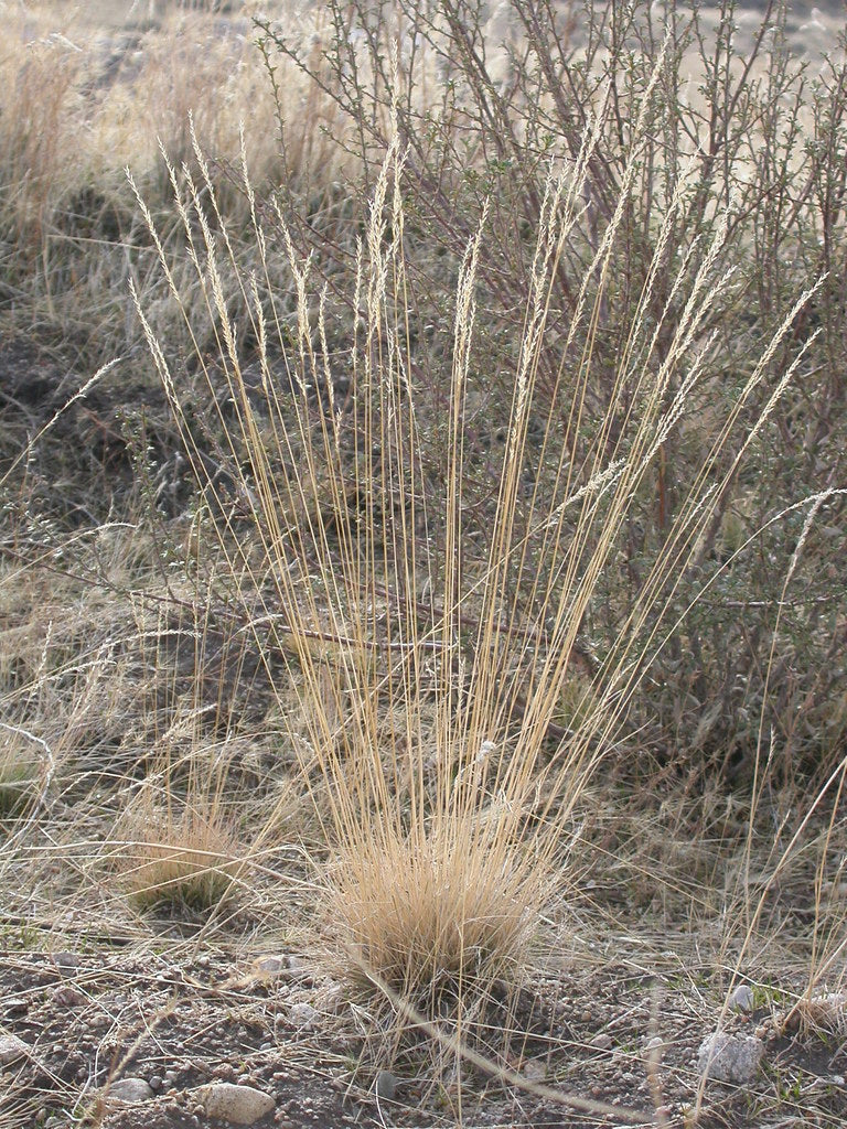 Roemer's Fescue - Image 3