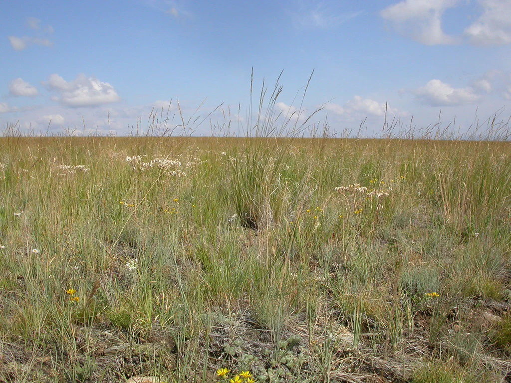 Roemer's Fescue - Image 4