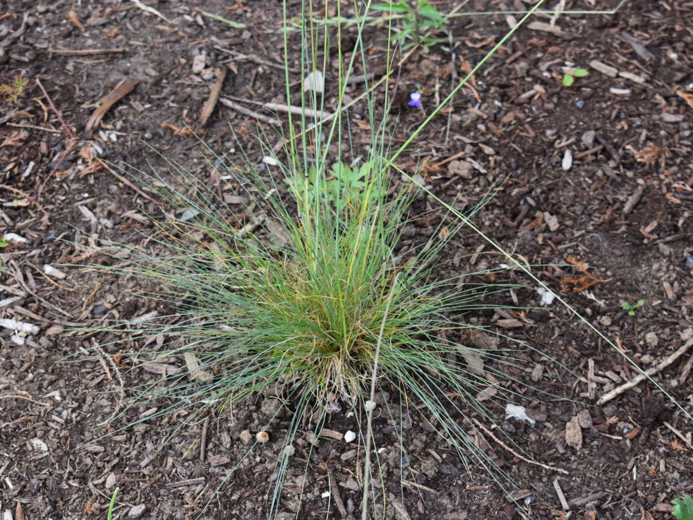 Roemer's Fescue - Image 5