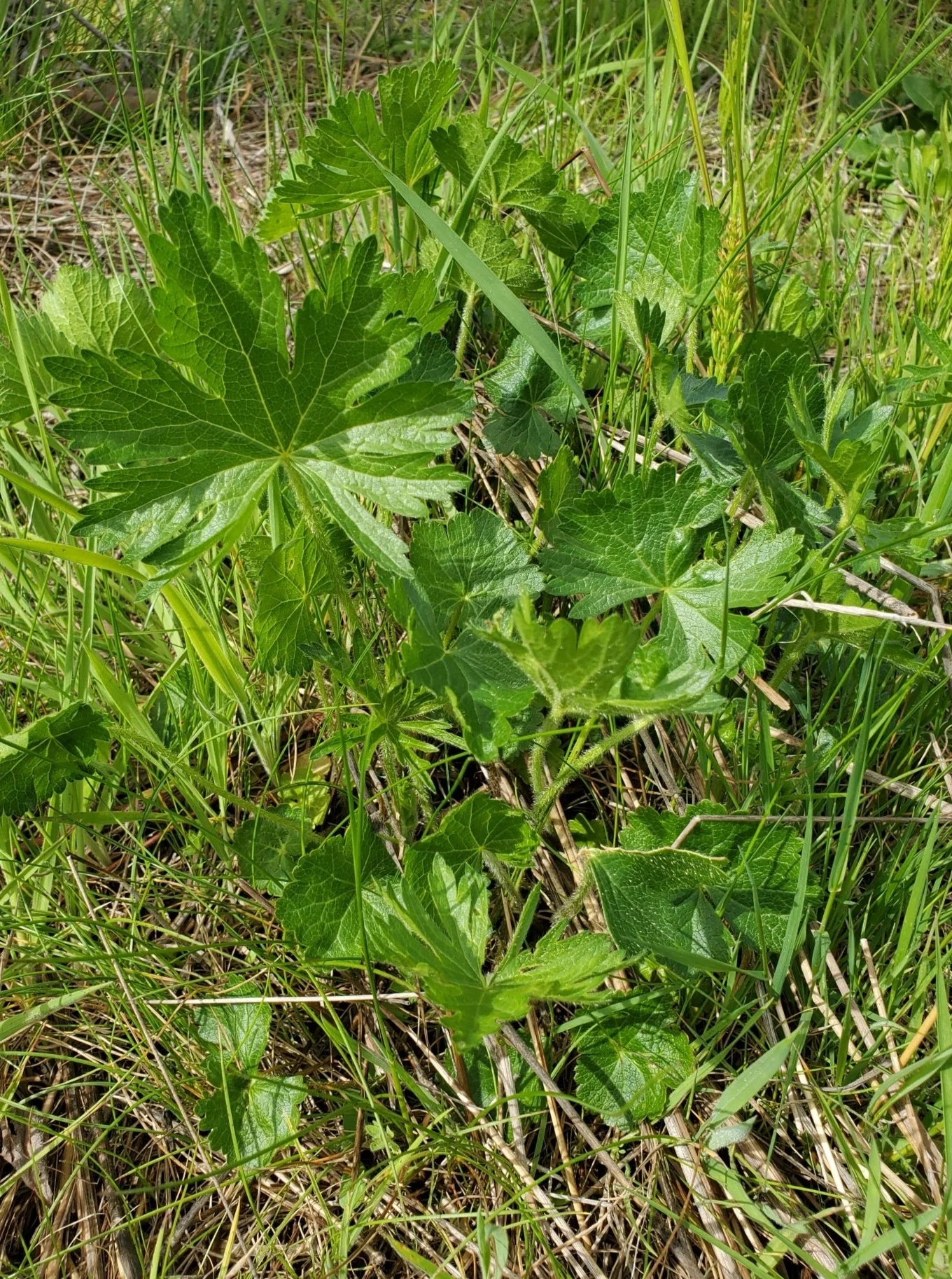 Rose Checkermallow - Image 2