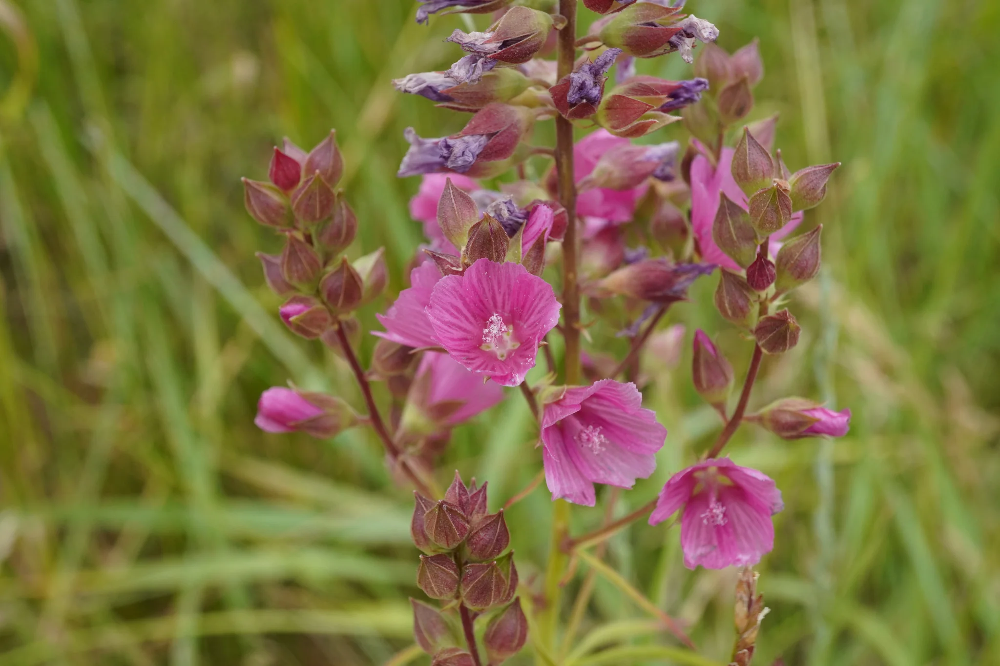 Rose Checkermallow - Image 3