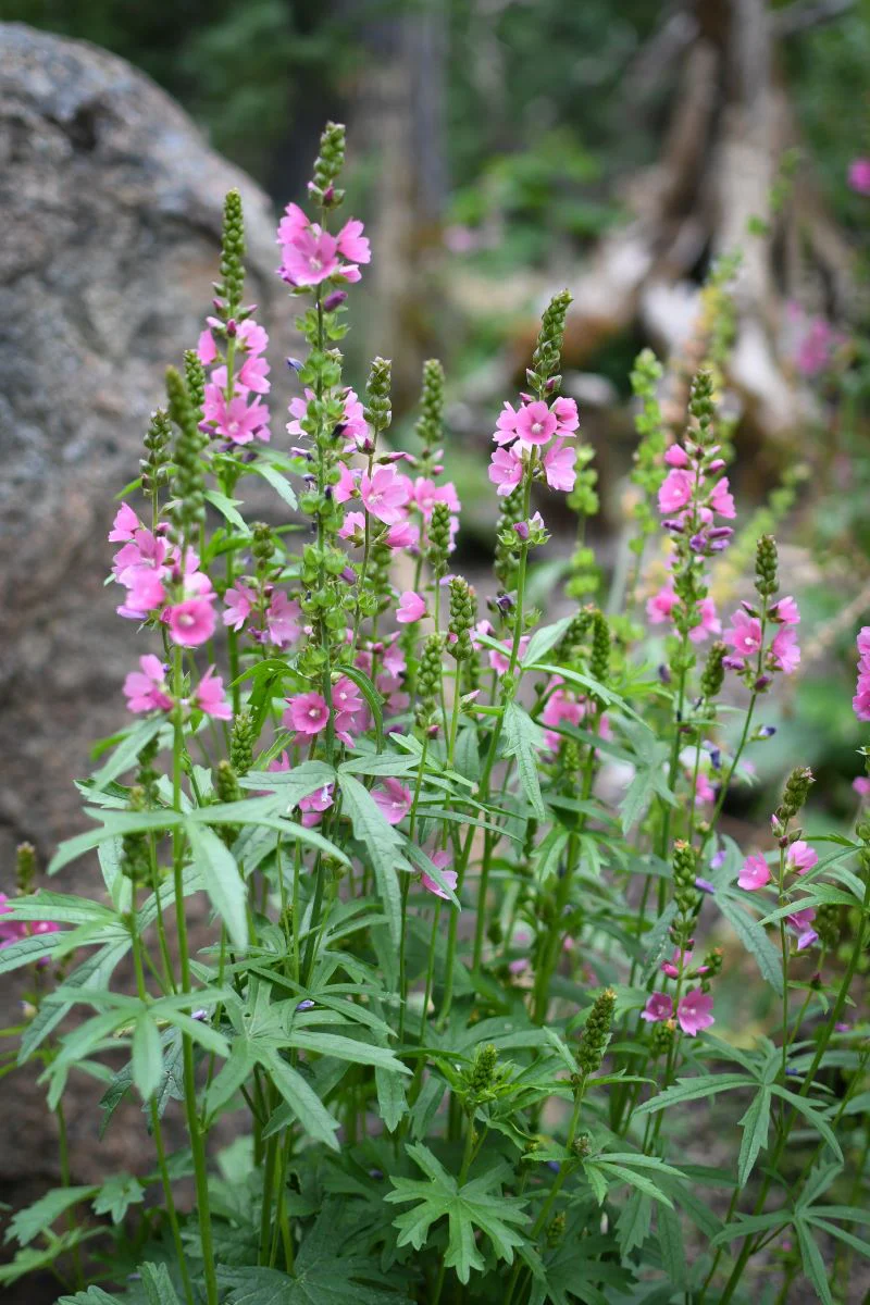 Rose Checkermallow - Image 4