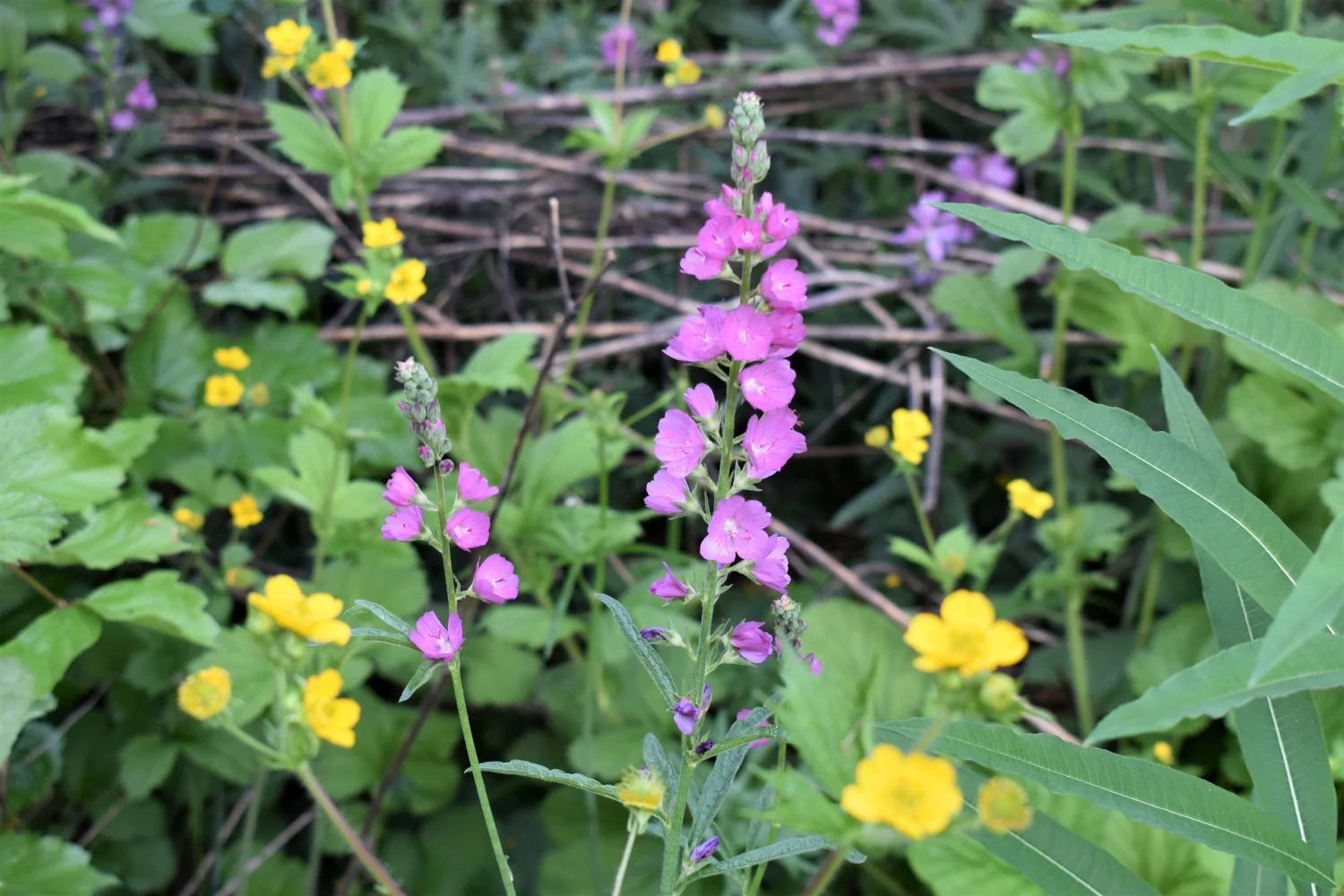 Rose Checkermallow - Image 5