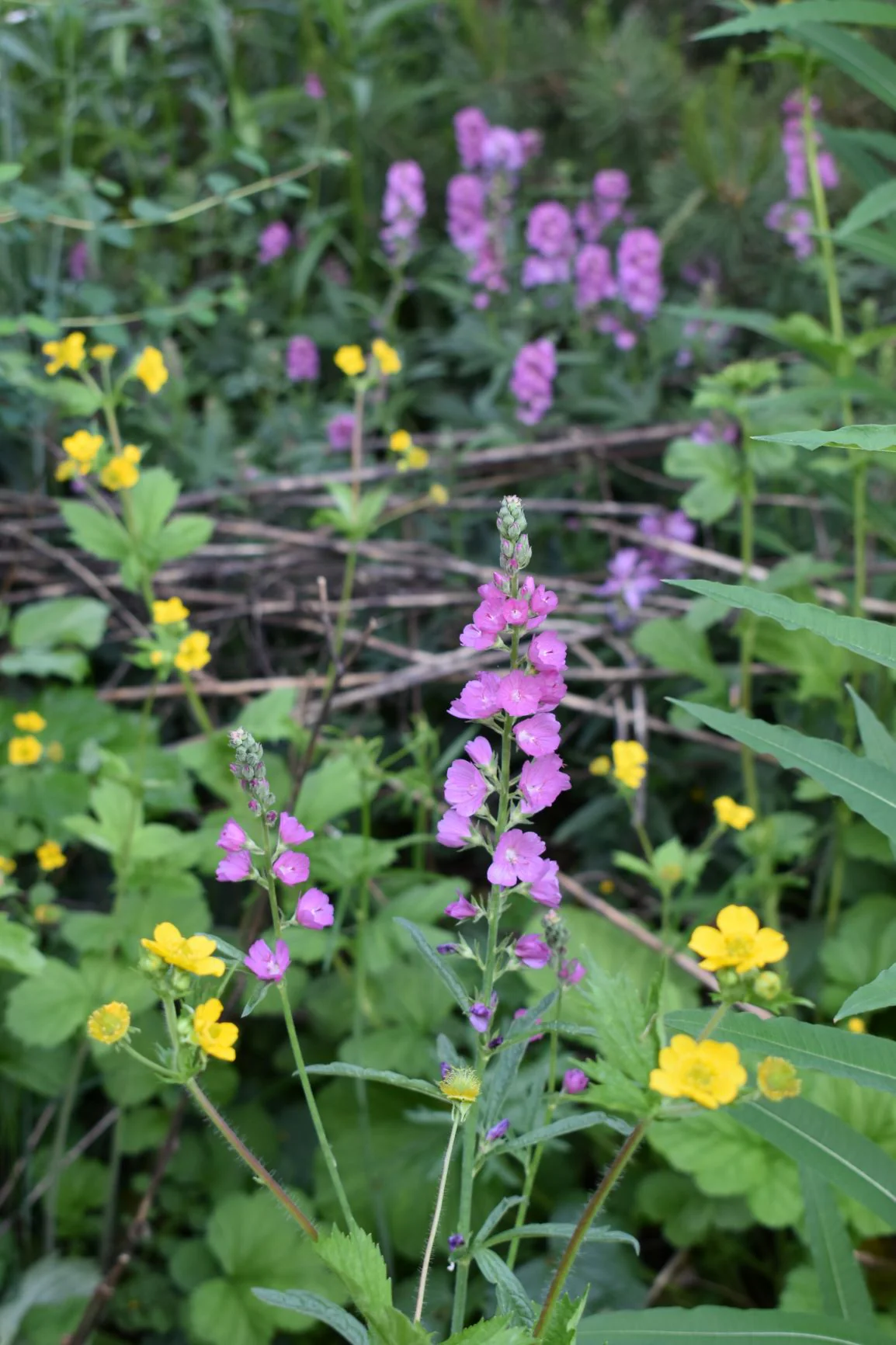 Rose Checkermallow - Image 6