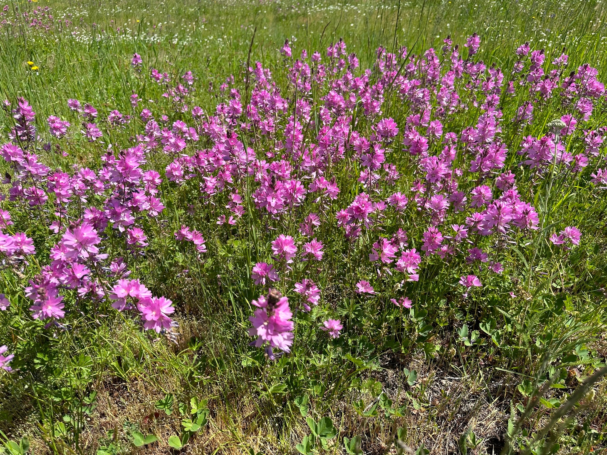 Rose Checkermallow - Image 7