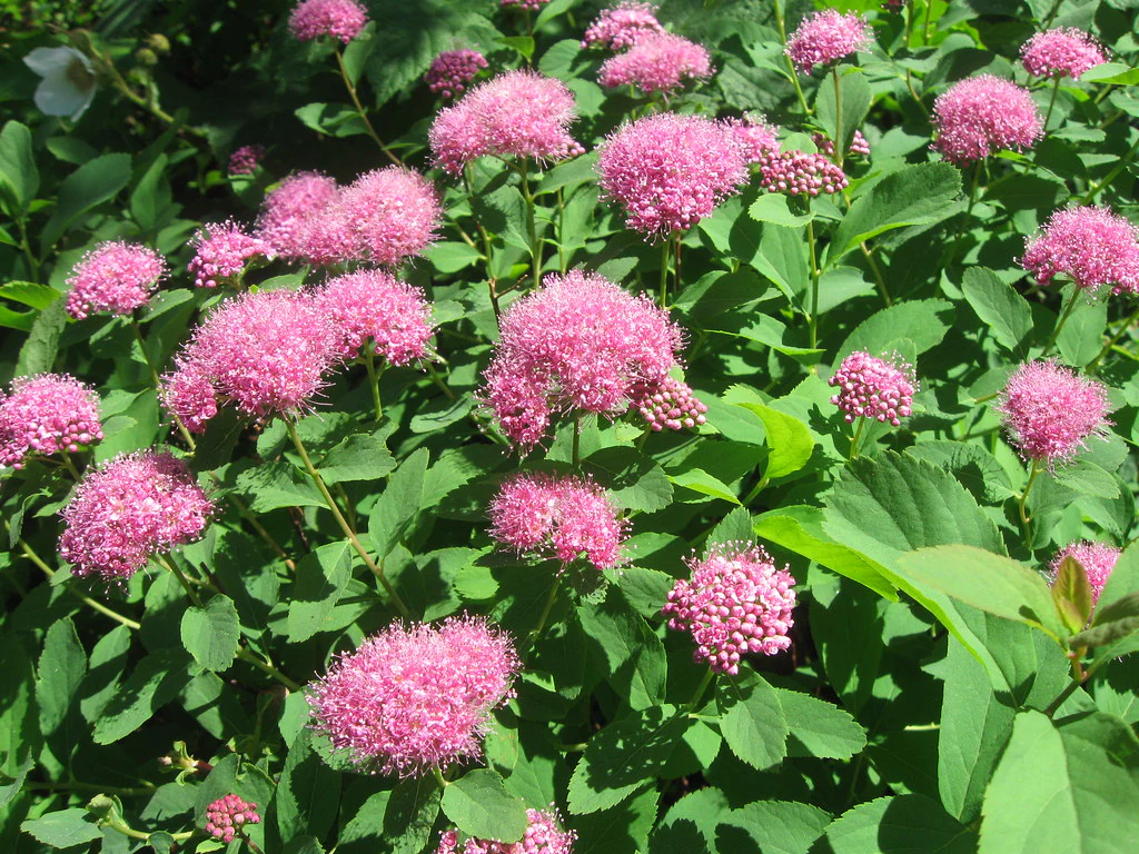 Rosy Spiraea - Image 2