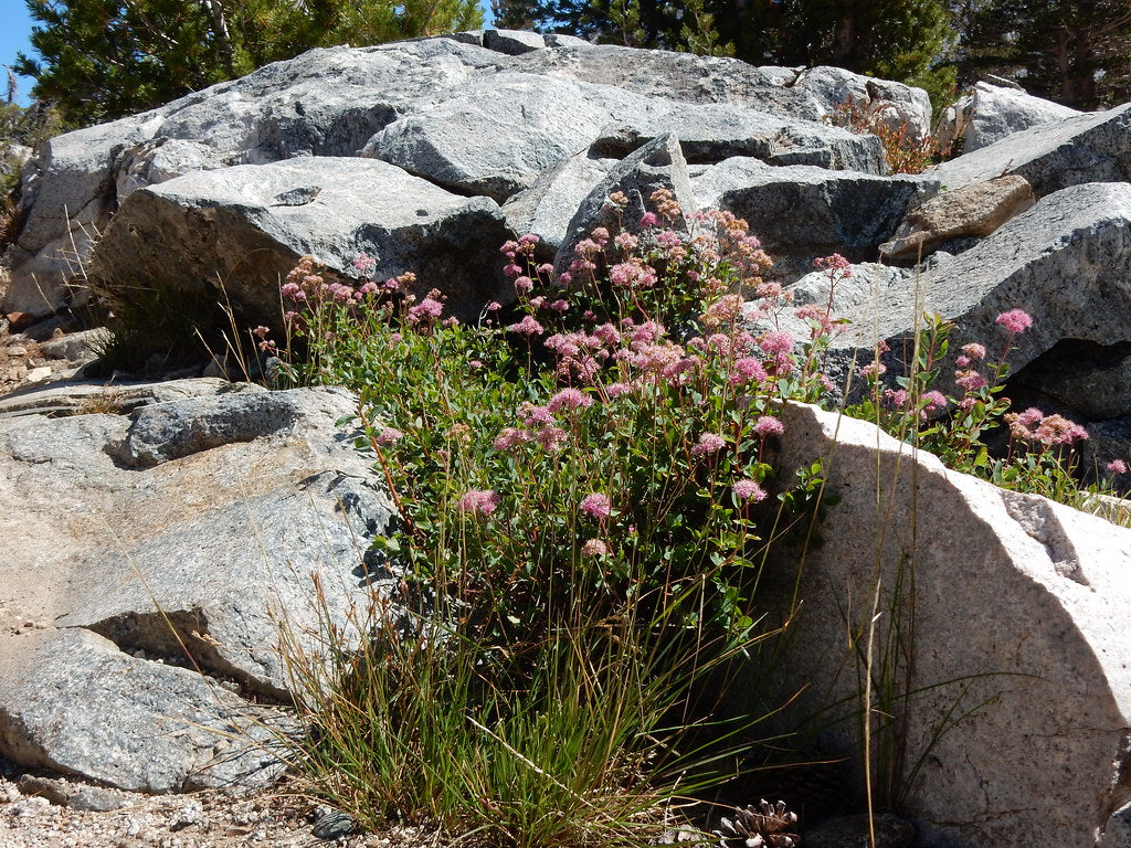 Rosy Spiraea - Image 3