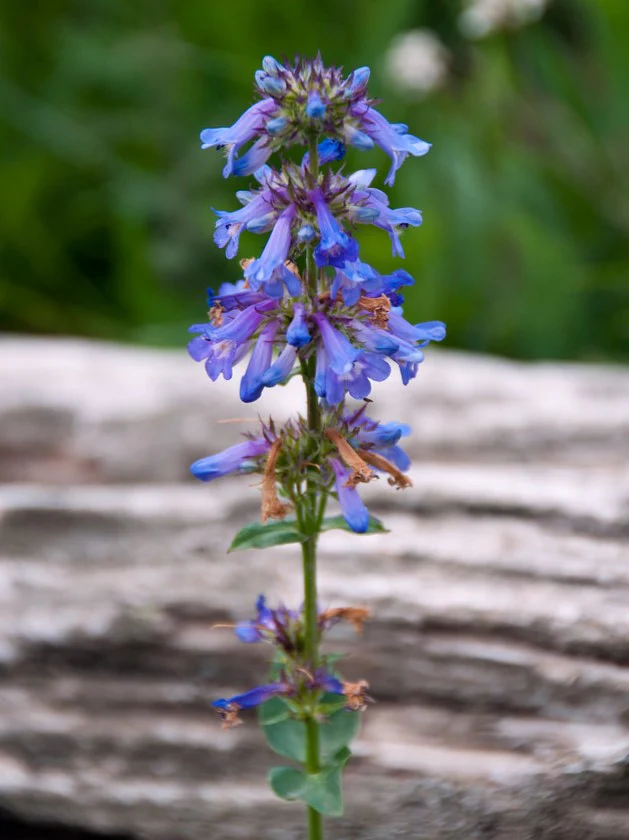 Rydberg's Penstemon - Image 2