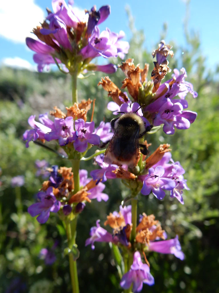 Rydberg's Penstemon - Image 3