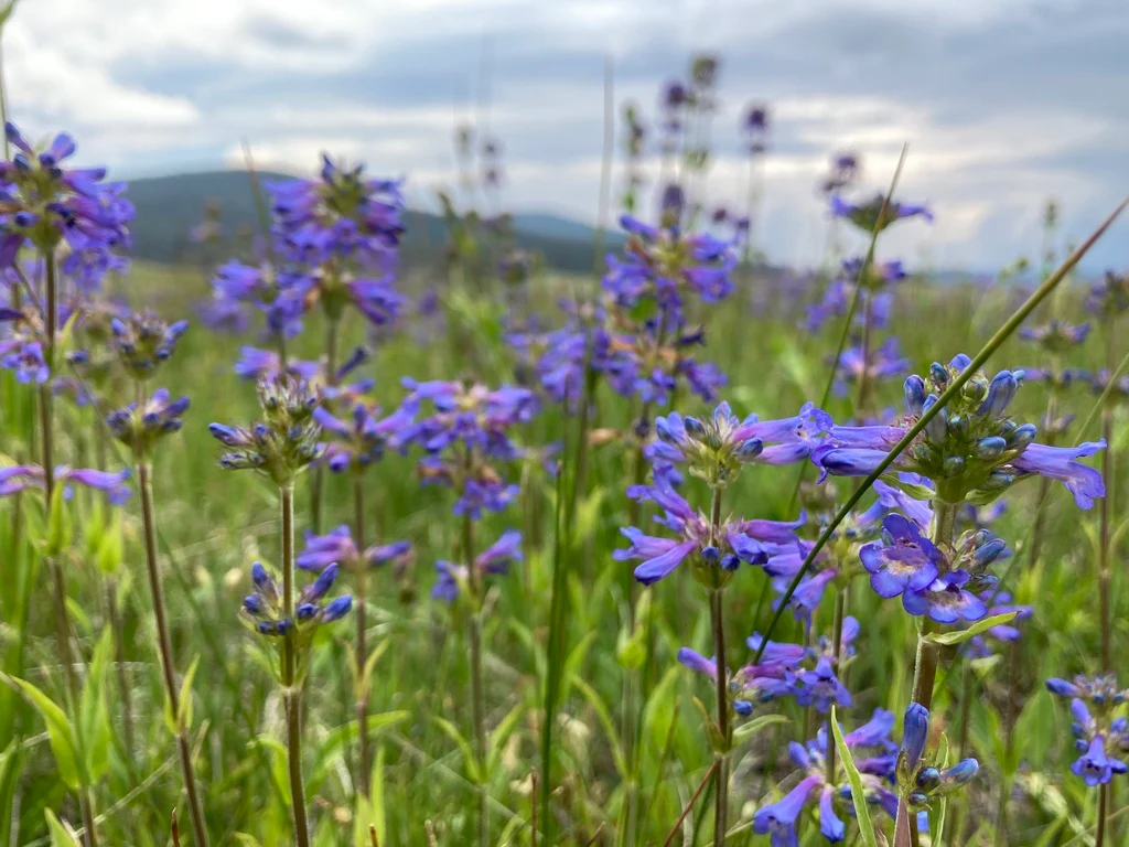 Rydberg's Penstemon - Image 4