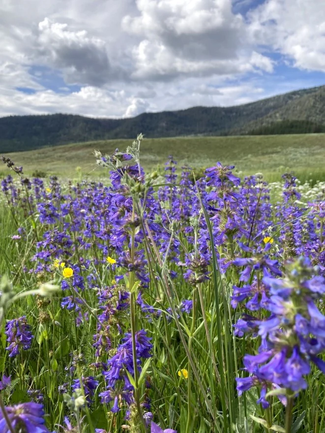 Rydberg's Penstemon - Image 5