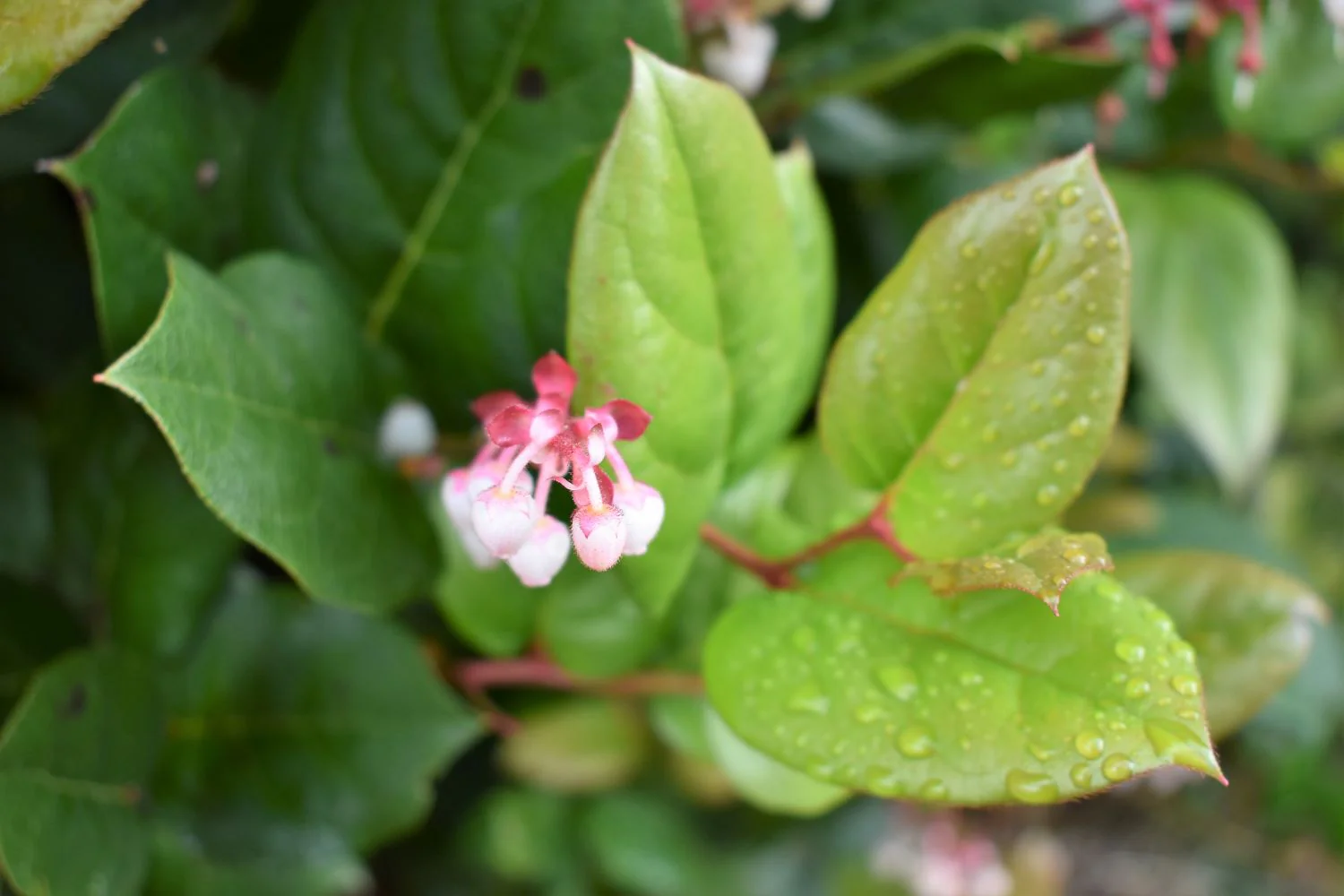 Salal - Image 2