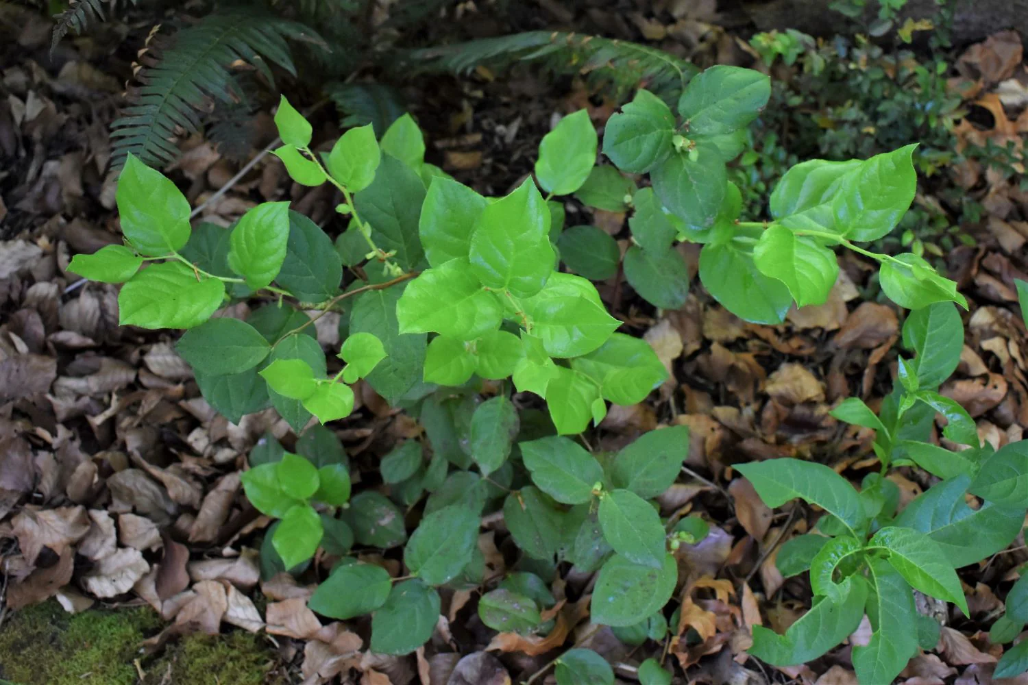 Salal - Image 3