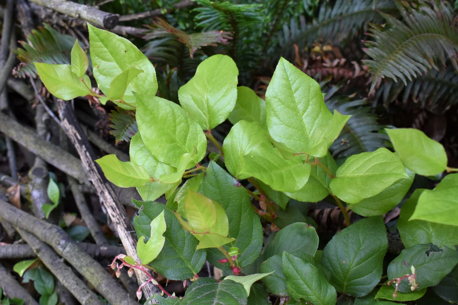 Salal - Image 4
