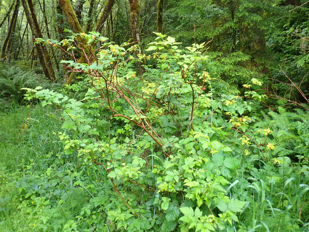 Salmonberry - Image 10