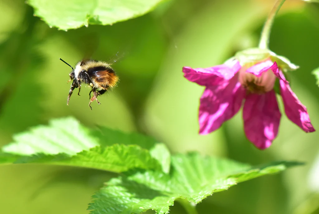 Salmonberry - Image 2