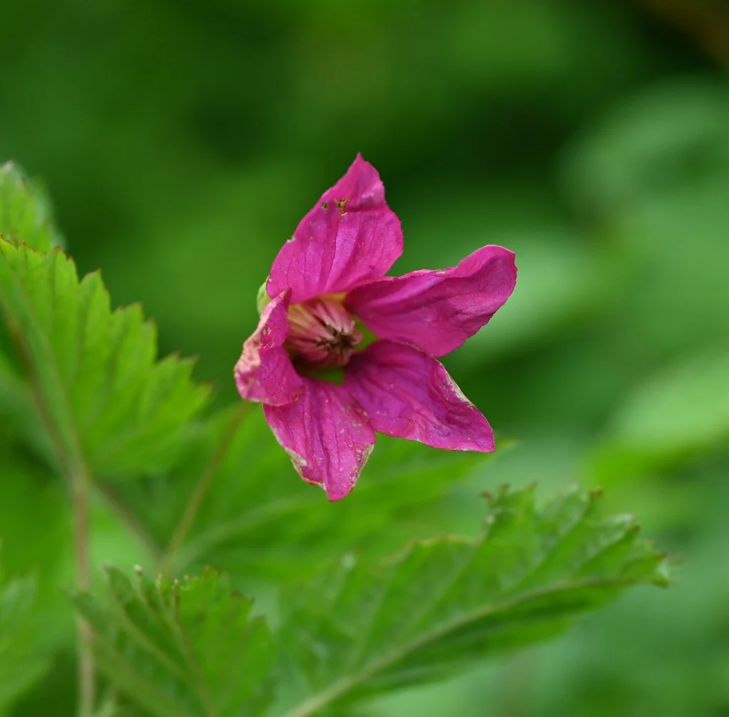 Salmonberry - Image 3