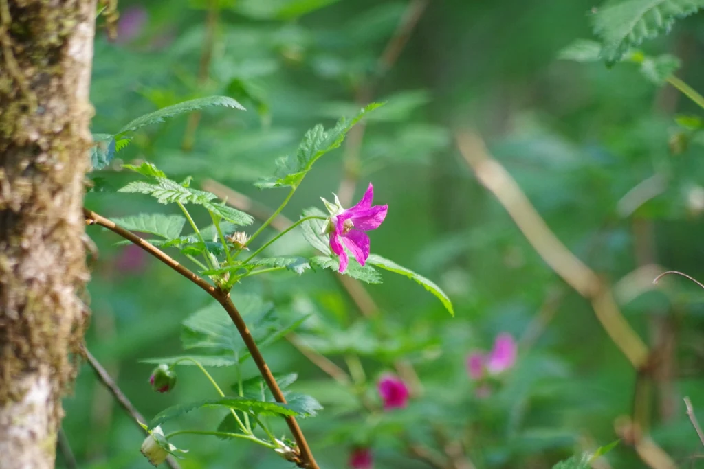 Salmonberry - Image 4