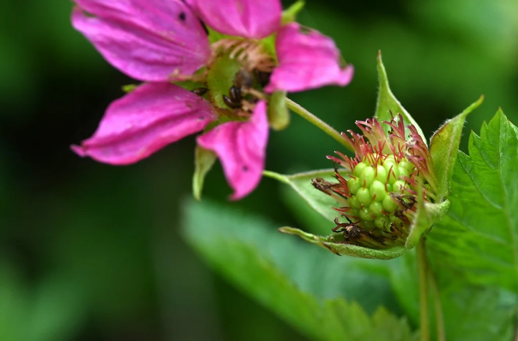 Salmonberry - Image 5