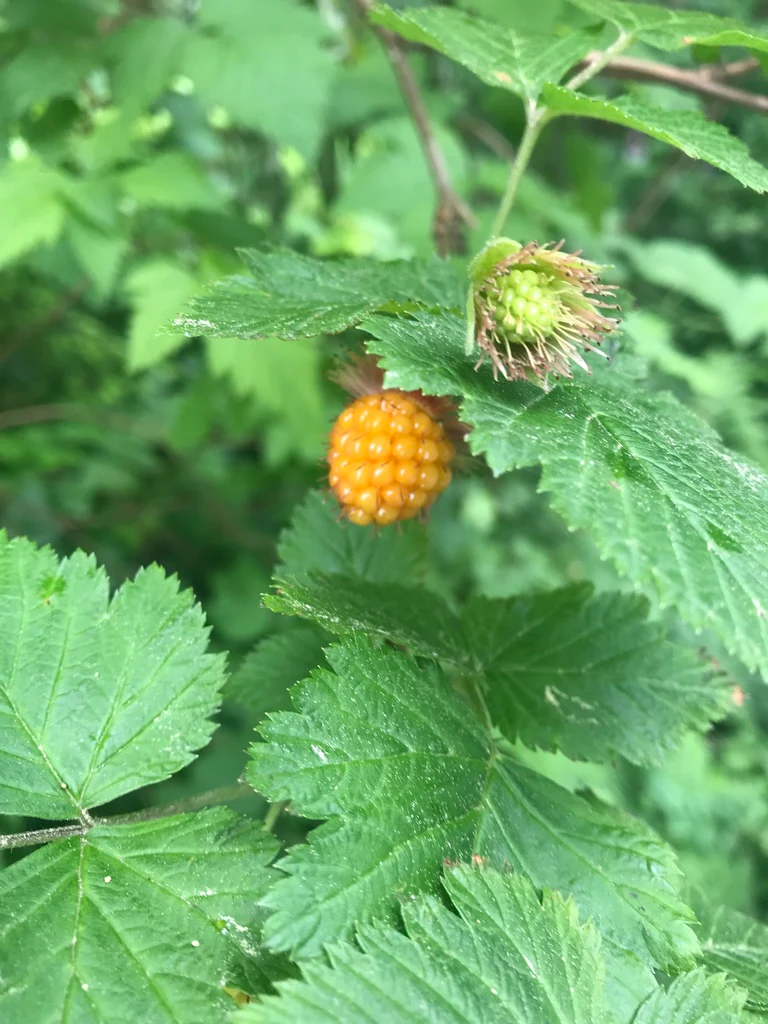 Salmonberry - Image 6