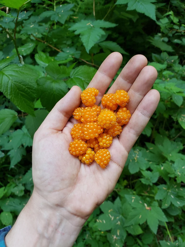 Salmonberry - Image 7
